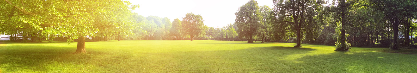 grassy area with trees and sun