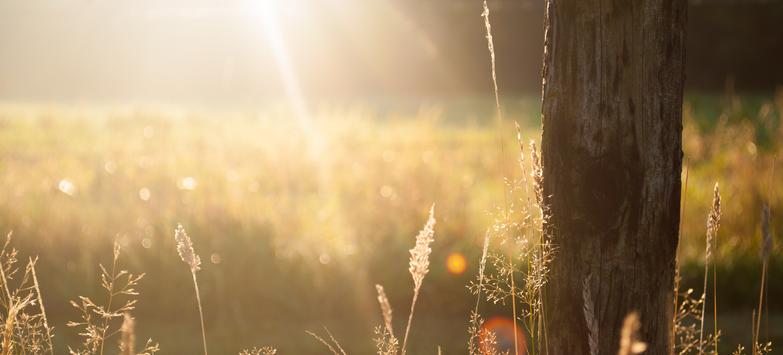 field with sun rays